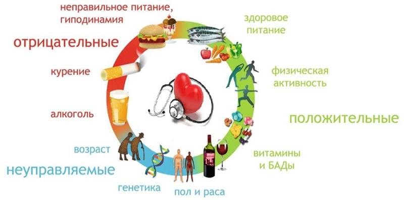 Факторы развития ишемической болезни сердца - 4 Факторы развития ишемической болезни сердца - 4