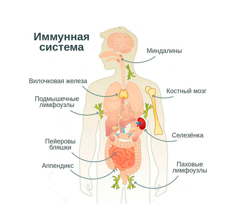Вторичные иммунодефициты - 2