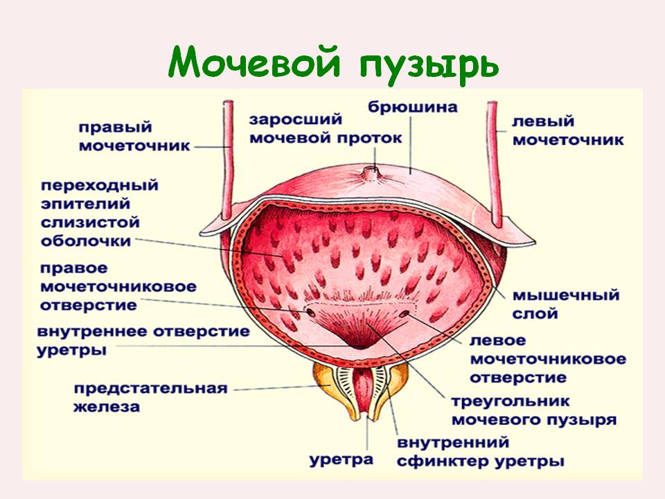Мочевой пузырь - 3
