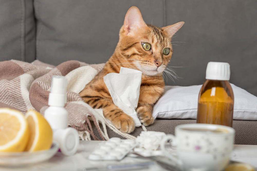 Аллергия на кошек Аллергия на кошек