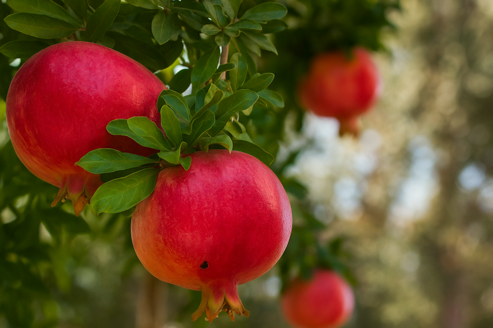 Польза граната-3